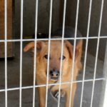 30.07.2020. Kielce. Schronisko dla Bezdomnych Zwierząt w Dyminach / Faustyna Terelak / Radio Kielce