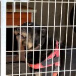 30.07.2020. Kielce. Schronisko dla Bezdomnych Zwierząt w Dyminach / Faustyna Terelak / Radio Kielce