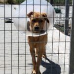 30.07.2020. Kielce. Schronisko dla Bezdomnych Zwierząt w Dyminach / Faustyna Terelak / Radio Kielce