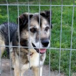 30.07.2020. Kielce. Schronisko dla Bezdomnych Zwierząt w Dyminach / Faustyna Terelak / Radio Kielce