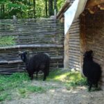 05.07.2020. Kopiec. Otwarcie wioski neolitycznej dla turystów / Emilia Sitarska / Radio Kielce