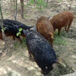 26.05.2020. Kopiec. Wioska neolityczna z czasów panowania kultury pucharów lejkowatych / Emilia Sitarska / Radio Kielce