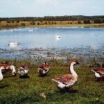 Podlasie / Danuta Rasała