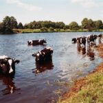 Podlasie / Danuta Rasała