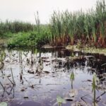 Podlasie / Danuta Rasała