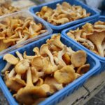 18.07.2020. Kielce. Grzyby / Wiktor Taszłow / Radio Kielce