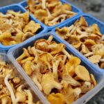 18.07.2020. Kielce. Grzyby / Wiktor Taszłow / Radio Kielce