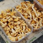 18.07.2020. Kielce. Grzyby / Wiktor Taszłow / Radio Kielce