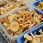 18.07.2020. Kielce. Grzyby / Wiktor Taszłow / Radio Kielce