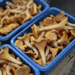 18.07.2020. Kielce. Grzyby / Wiktor Taszłow / Radio Kielce