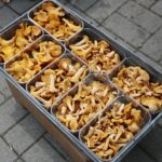 18.07.2020. Kielce. Grzyby / Wiktor Taszłow / Radio Kielce