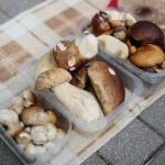 18.07.2020. Kielce. Grzyby / Wiktor Taszłow / Radio Kielce