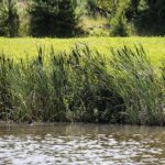 25.07.2020. Wilków. Kąpielisko / Wiktor Taszłow / Radio Kielce