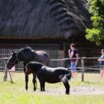 26.07.2020. Tokarnia. Park Etnograficzny / Wiktor Taszłow / Radio Kielce