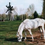 Podlasie / Danuta Rasała