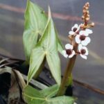 Podlasie / Danuta Rasała