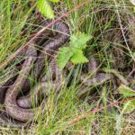 Sudół. Gniewosze w rezerwacie Krzemionki / Andrzej Bartczak