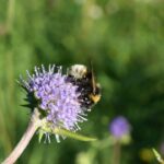 Czarcikęs łąkowy / Marek Lotarski