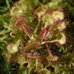 Rosiczka okrągłolistna / Marek Lotarski