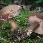 Goryczak żółciowy / wikipedia.org