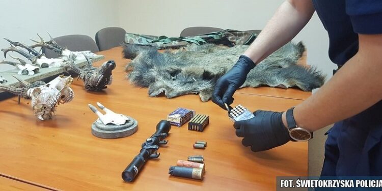 Zabezpieczona broń i amunicja / Świętokrzyska Policja