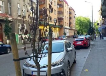 Nowo zasadzone drzewa usychają niemal wyłącznie na ulicy Wileńskiej / Przemysław Woś / Radio Gdańsk