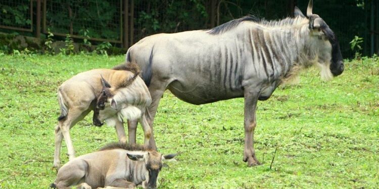 We wrocławskim zoo na świat przyszły gnu białobrode - Radio Kielce ZOO Wrocław