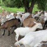 Opolszczyzna / Grażyna Woźniczka