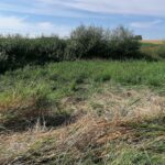 11.08.2020. Kazimierza Wielka. Czyszczenie tak zwanego łapacza na zbiorniku retencyjno-rekreacyjnym / Marta Gajda / Radio Kielce