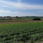 11.08.2020. Kazimierza Wielka. Czyszczenie tak zwanego łapacza na zbiorniku retencyjno-rekreacyjnym / Marta Gajda / Radio Kielce