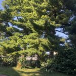 01.08.2020. Sandomierz. Ogród biskupi / Grażyna Szlęzak-Wójcik / Radio Kielce