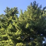 01.08.2020. Sandomierz. Ogród biskupi / Grażyna Szlęzak-Wójcik / Radio Kielce