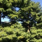 01.08.2020. Sandomierz. Ogród biskupi / Grażyna Szlęzak-Wójcik / Radio Kielce