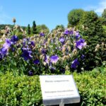 14.08.2020. Kielce. Ogród botaniczny / Faustyna Terelak / Radio Kielce