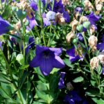 14.08.2020. Kielce. Ogród botaniczny / Faustyna Terelak / Radio Kielce