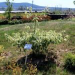 14.08.2020. Kielce. Ogród botaniczny / Faustyna Terelak / Radio Kielce