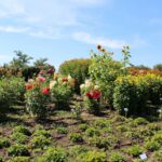 14.08.2020. Kielce. Ogród botaniczny / Faustyna Terelak / Radio Kielce