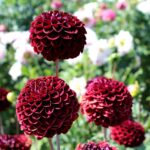 14.08.2020. Kielce. Ogród botaniczny / Faustyna Terelak / Radio Kielce