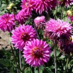 14.08.2020. Kielce. Ogród botaniczny / Faustyna Terelak / Radio Kielce