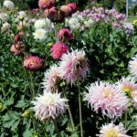 14.08.2020. Kielce. Ogród botaniczny / Faustyna Terelak / Radio Kielce