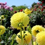 14.08.2020. Kielce. Ogród botaniczny / Faustyna Terelak / Radio Kielce