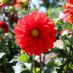 14.08.2020. Kielce. Ogród botaniczny / Faustyna Terelak / Radio Kielce