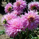 14.08.2020. Kielce. Ogród botaniczny / Faustyna Terelak / Radio Kielce