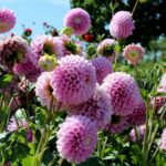 14.08.2020. Kielce. Ogród botaniczny / Faustyna Terelak / Radio Kielce