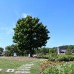 14.08.2020. Kielce. Ogród botaniczny / Faustyna Terelak / Radio Kielce