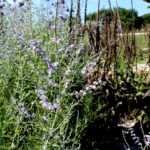 14.08.2020. Kielce. Ogród botaniczny / Faustyna Terelak / Radio Kielce