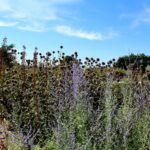 14.08.2020. Kielce. Ogród botaniczny / Faustyna Terelak / Radio Kielce