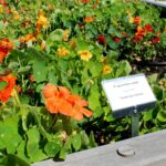 14.08.2020. Kielce. Ogród botaniczny / Faustyna Terelak / Radio Kielce