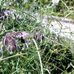 14.08.2020. Kielce. Ogród botaniczny / Faustyna Terelak / Radio Kielce