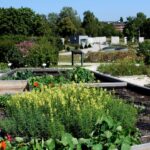 14.08.2020. Kielce. Ogród botaniczny / Faustyna Terelak / Radio Kielce